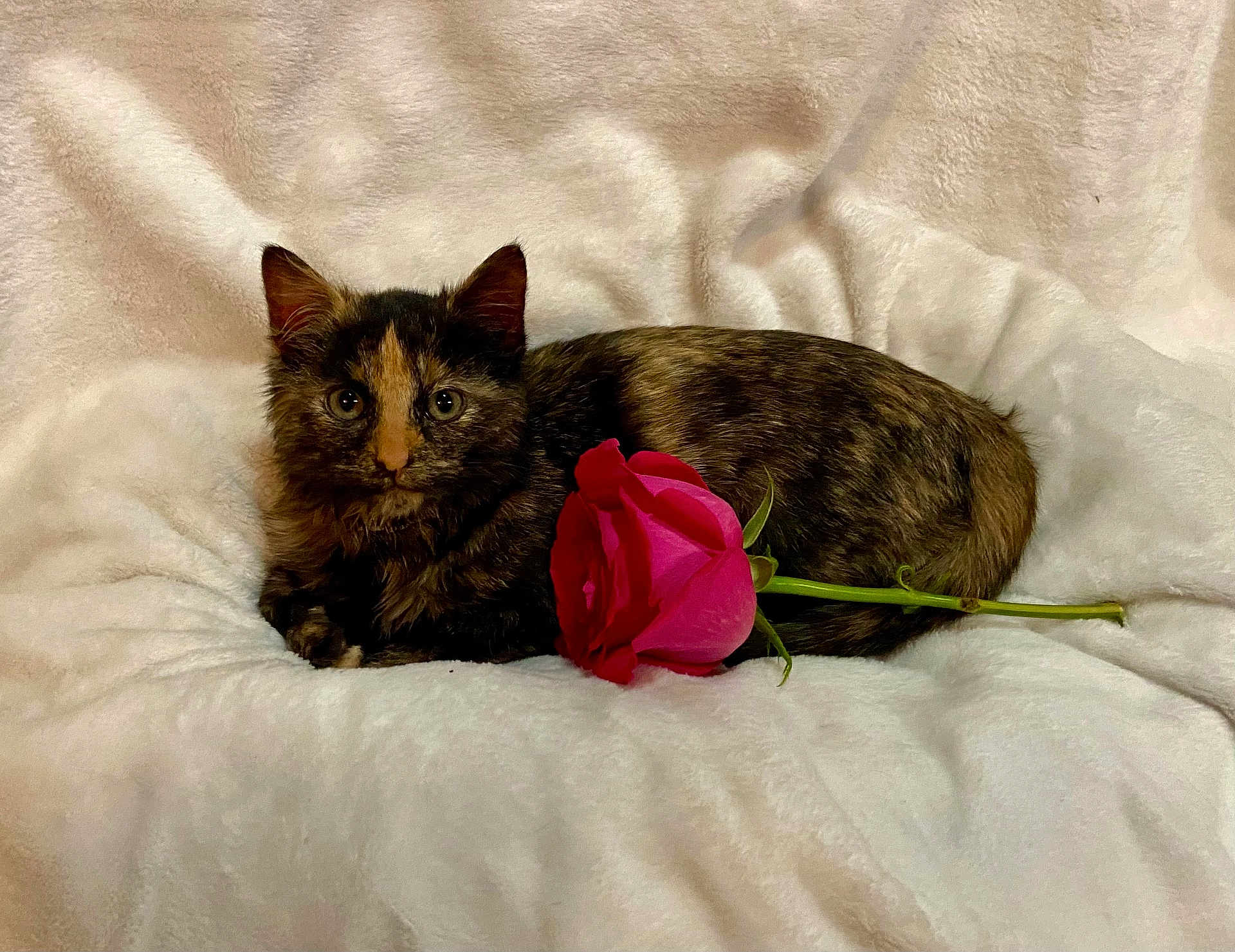 Nala