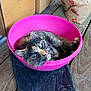 Nala is registered to the contest to win money with this photo: cat, tortoiseshell_cat, pink_bowl, plastic_bowl, wooden_floor, cardboard_boxes, brown_bag, sleepy_cat, pet, domestic_cat, resting, cozy, indoor, animal, feline, curled_up, black_plastic, container, close_up, relaxed