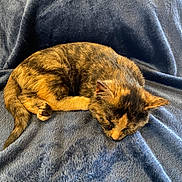 Nala joined the competition — help win amazing prizes! kitten, cat, sleeping, tortoiseshell, fur, pet, animal, cozy, blanket, soft, resting, cute, domestic, mammal, whiskers, ears, tail, nap, indoor, feline