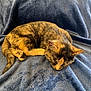 kitten, cat, sleeping, tortoiseshell, fur, pet, animal, cozy, blanket, soft, resting, cute, domestic, mammal, whiskers, ears, tail, nap, indoor, feline