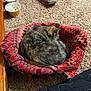 Nala joined the competition — help win amazing prizes! cat, basket, red, patterned, carpet, floor, sleeping, curled_up, pet, home, cozy, fur, animal, indoor, quiet, resting, bowl, shoe, wood, texture