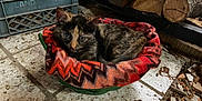 Nala joined the competition — help win amazing prizes! kitten, cat, basket, blanket, tiled_floor, wood_logs, indoor, pet, animal, cozy, resting, curious, feline, fur, small, cute, patterned_blanket, domestic, closeup, young_cat