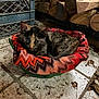 kitten, cat, basket, blanket, tiled_floor, wood_logs, indoor, pet, animal, cozy, resting, curious, feline, fur, small, cute, patterned_blanket, domestic, closeup, young_cat