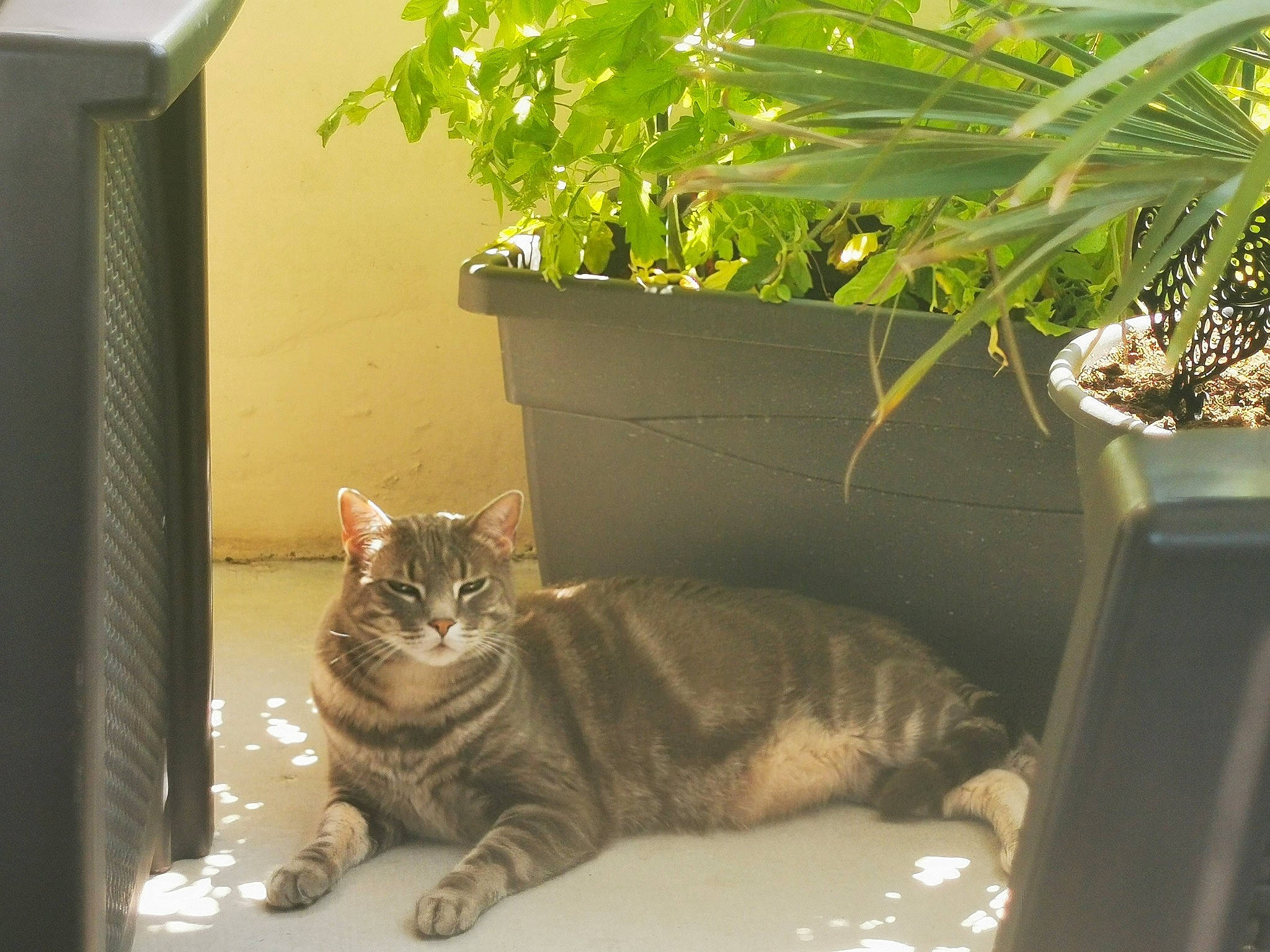 Grisbouille a rejoint le concours — aidez-le/la à gagner de superbes lots ! arecales, carnivore, cat, comfort, domestic_short_haired_cat, fawn, felidae, flowerpot, fur, grass, houseplant, pet_supply, plant, small_to_medium_sized_cats, tail, terrestrial_animal, terrestrial_plant, whiskers, window, wood