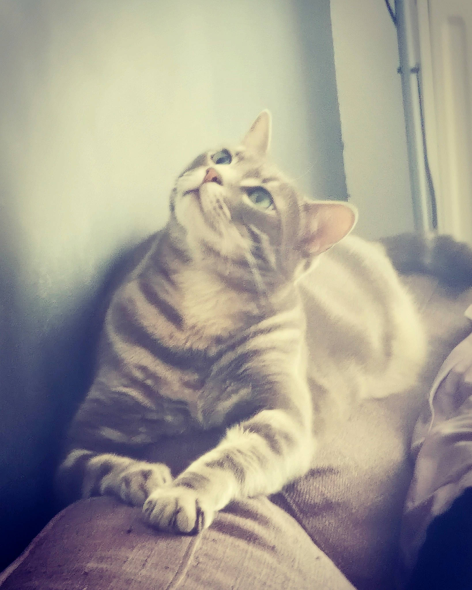 Grisbouille participe au concours pour gagner de l'argent avec cette photo : american_shorthair, asian, carnivore, cat, domestic_short_haired_cat, dragon_li, ear, european_shorthair, eye, felidae, fur, kitten, nose, sitting, sky, sleep, small_to_medium_sized_cats, sunlight, tabby_cat, whiskers