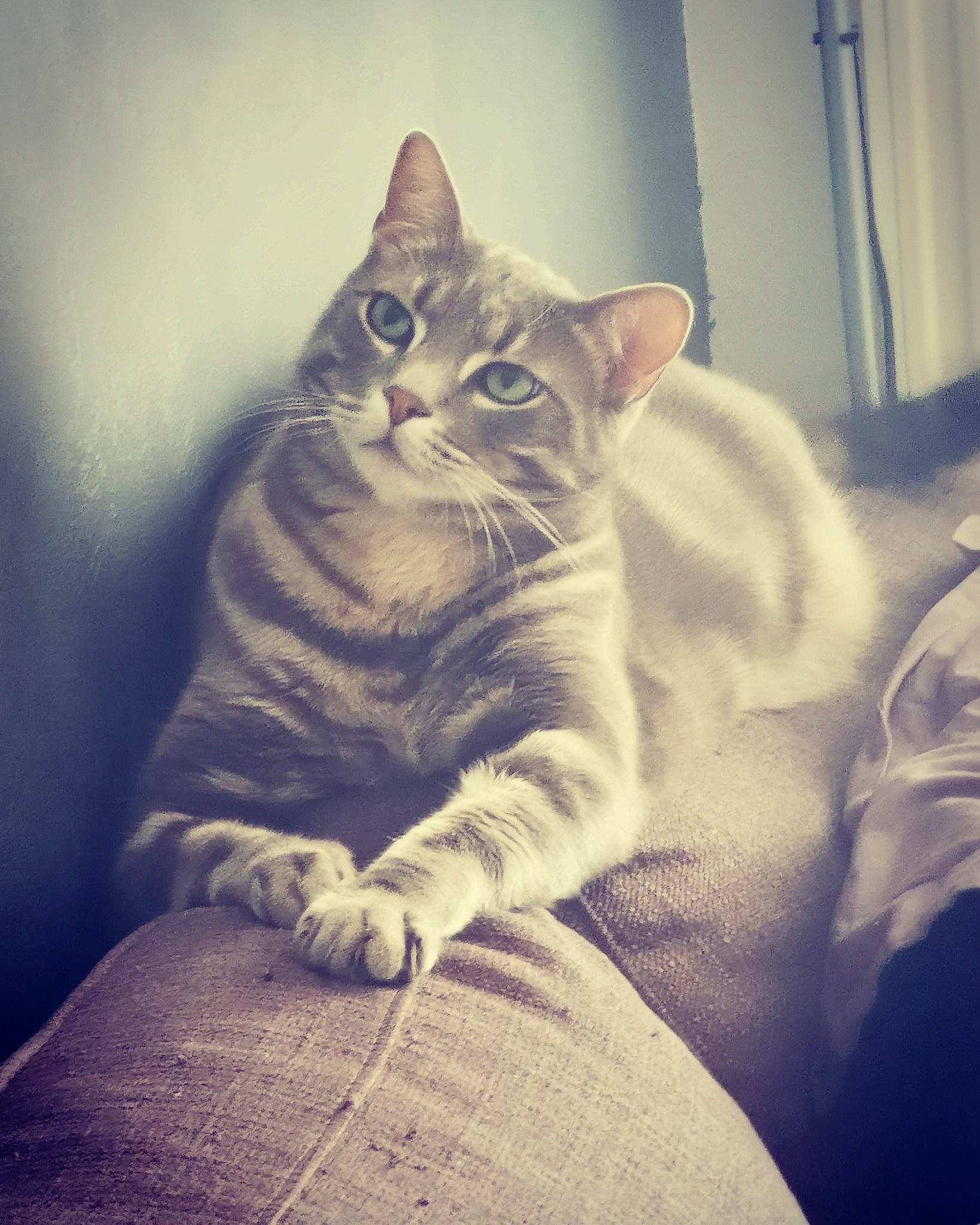 Grisbouille participe au concours pour gagner de l'argent avec cette photo : american_shorthair, asian, carnivore, cat, domestic_short_haired_cat, dragon_li, ear, european_shorthair, eye, felidae, fur, kitten, mammal, paw, sitting, sky, small_to_medium_sized_cats, tabby_cat, whiskers