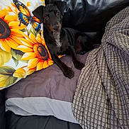 Aaron participe au concours pour gagner de l'argent avec cette photo : animal, black_dog, blanket, butterfly, comfort, couch, cozy, cute, dog, domestic, furniture, home, indoor, leather, pet, pillow, relaxing, resting, small_dog, sunflower
