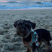 Cooper is registered to the contest to win money with this photo: animal, beach, clouds, coast, dog, evening, harness, leash, nature, ocean, outdoor, pet, pier, sand, shore, sky, small_dog, sunset, water, waves