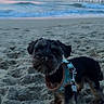animal, beach, clouds, coast, dog, evening, harness, leash, nature, ocean, outdoor, pet, pier, sand, shore, sky, small_dog, sunset, water, waves