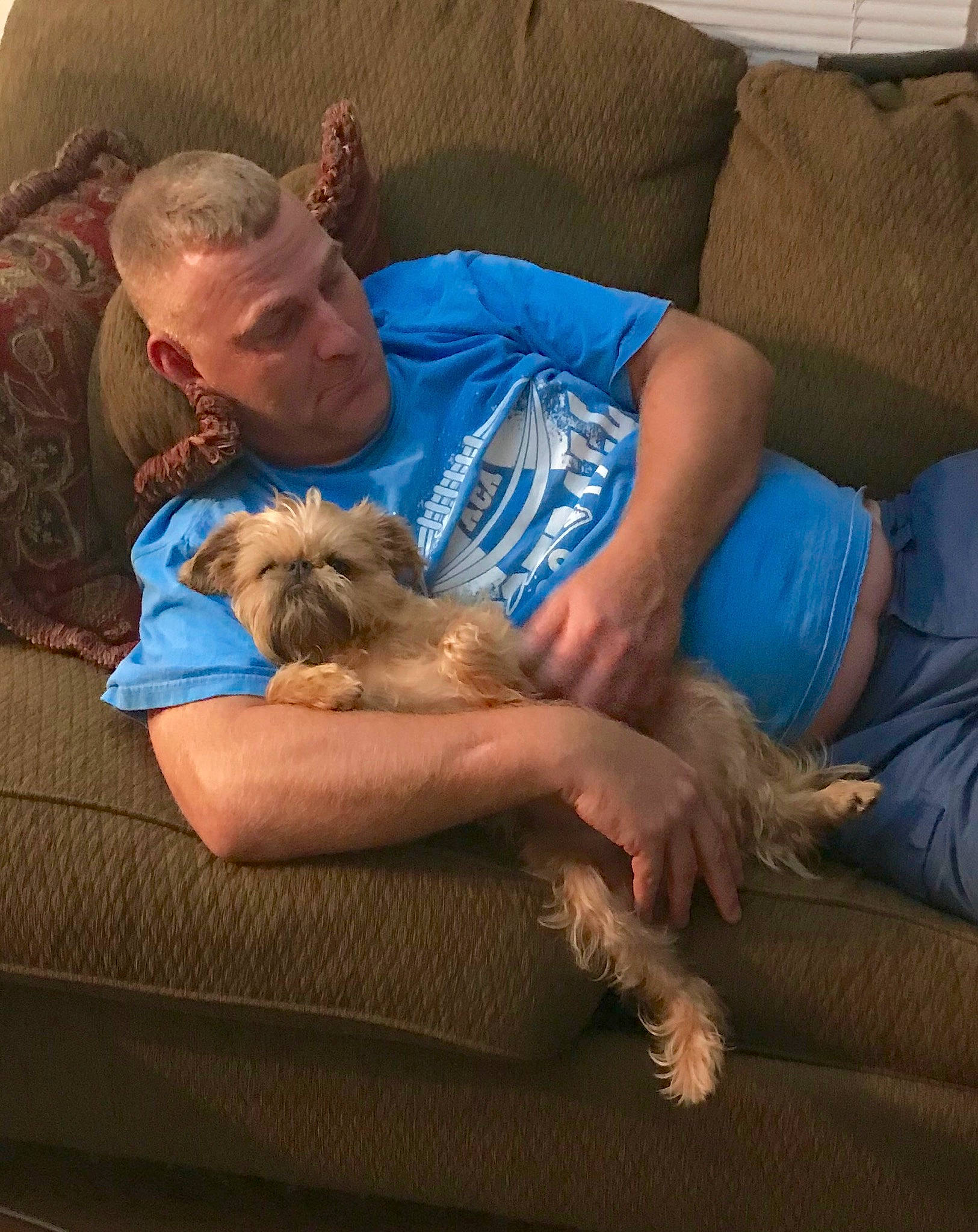 Gidgit joined the competition — help win amazing prizes! border_terrier, cairn_terrier, canidae, carnivore, dog, dog_breed, morkie, nap, puppy, sporting_group, yorkshire_terrier