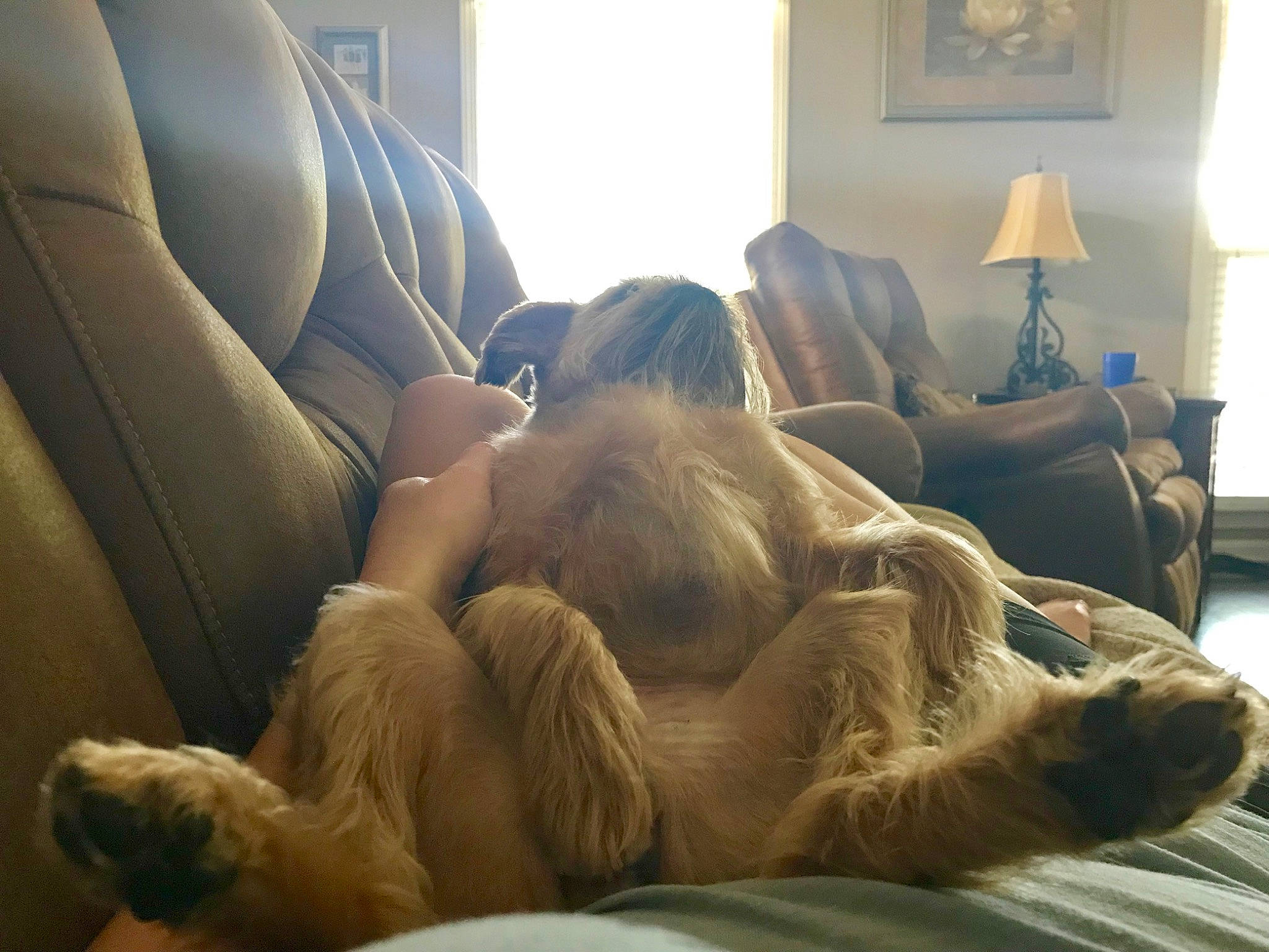 Gidgit joined the competition — help win amazing prizes! canidae, carnivore, comfort, companion_dog, dog, dog_breed, fawn, nap, retriever, room, setter, snout, spaniel, sporting_group