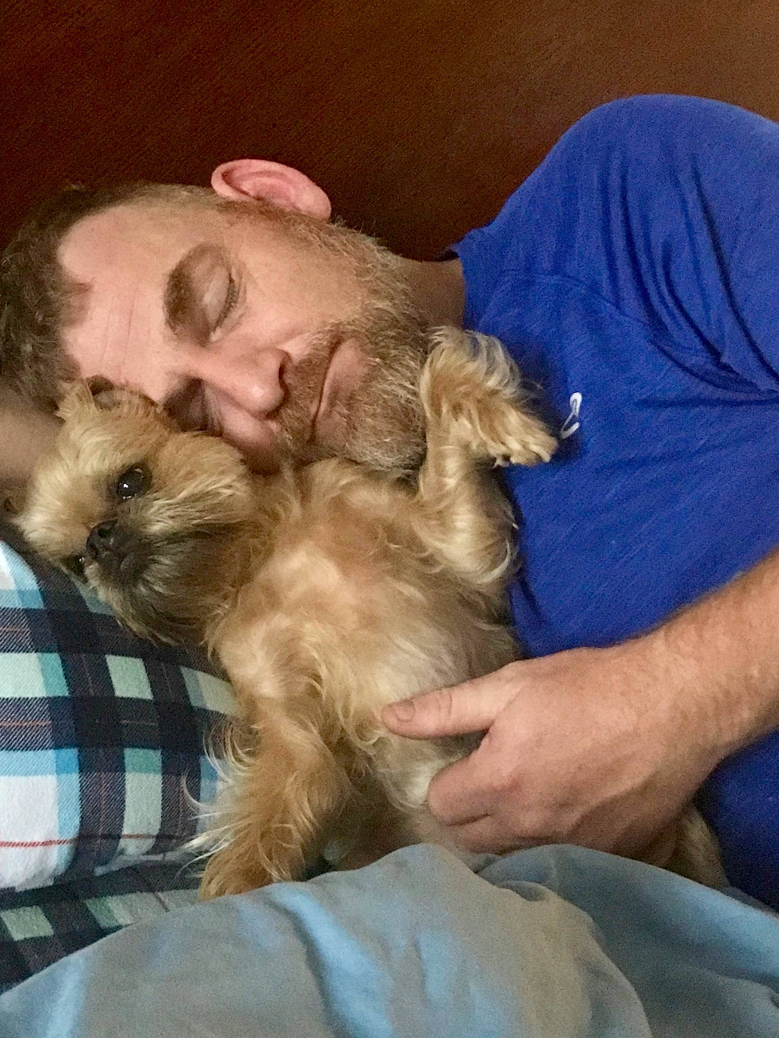 Gidgit joined the competition — help win amazing prizes! bolonka, canidae, carnivore, companion_dog, dog, dog_breed, ear, fawn, morkie, puppy, puppy_love, schnoodle, shih_tzu, small_terrier, sporting_group, terrier, yorkshire_terrier