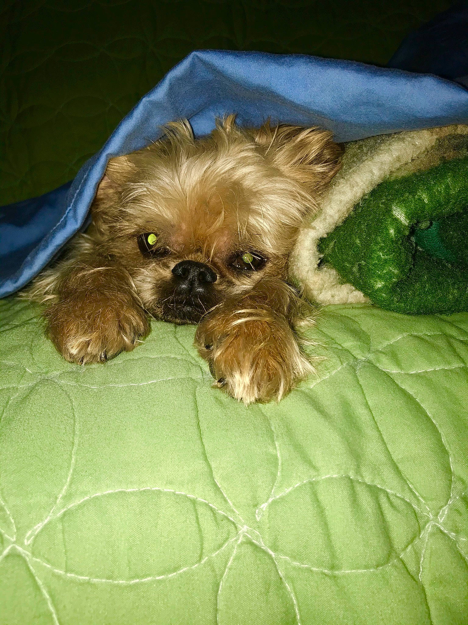 Gidgit is registered to the contest to win money with this photo: canidae, carnivore, chinese_imperial_dog, companion_dog, dog, dog_breed, fawn, griffon_bruxellois, lhasa_apso, liver, mammal, non_sporting_group, pekapoo, puppy, shih_tzu, skin, snout, sporting_group, toy_dog