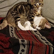 Tigrou a rejoint le concours — aidez-le/la à gagner de superbes lots ! cat, cats, tabby_cat, white_cat, couch, blanket, indoor, pet, sleeping, resting, snuggling, cozy, fur, animal, cute, domestic_animal, companion, relaxing, patterned_blanket, feline