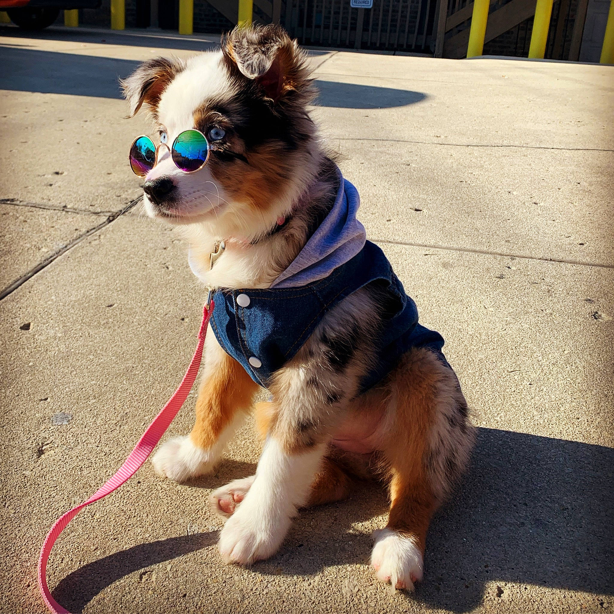 Samantha is registered to the contest to win money with this photo: australian_shepherd, canidae, carnivore, companion_dog, dog, dog_breed, dog_collar, ear, fashion_accessory, fawn, fur, glasses, leash, mammal, pembroke_welsh_corgi, puppy, snapshot, snout, sporting_group, welsh_corgi