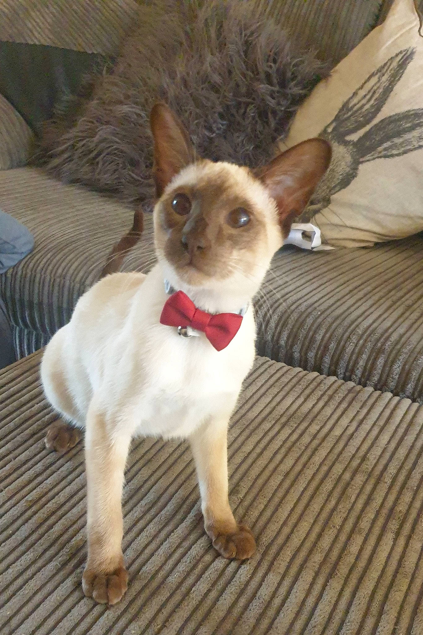 Pancake is registered to the contest to win money with this photo: canidae, carnivore, companion_dog, couch, dog, dog_breed, ear, fawn, felidae, fur, hardwood, non_sporting_group, snout, sporting_group, tail, terrestrial_animal, toy_dog, whiskers, wood, working_animal