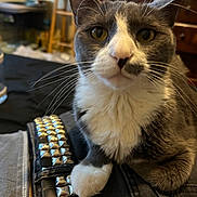 Ren is registered to the contest to win money with this photo: cat, gray_and_white, whiskers, yellow_eyes, indoor, furniture, leather, studs, closeup, pet, curious, sitting, cozy, home, portrait, feline, animal, domestic, fur