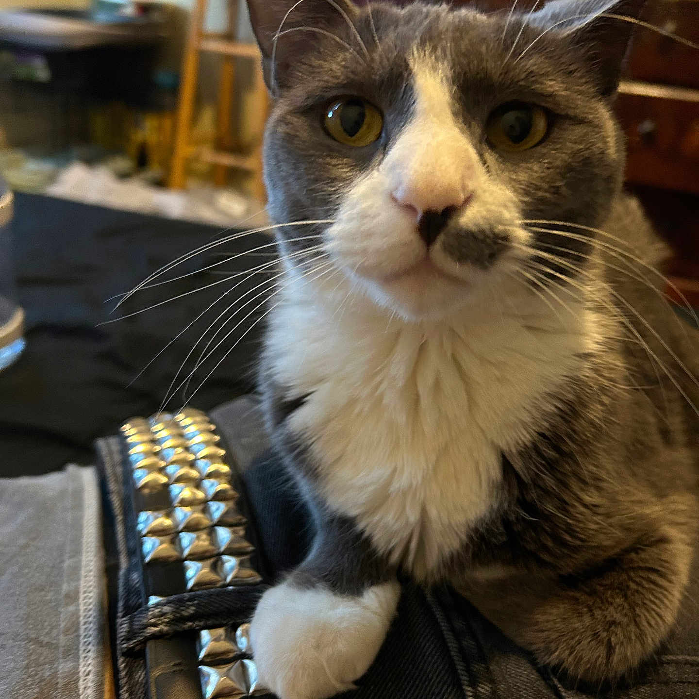Ren is registered to the contest to win money with this photo: cat, gray_and_white, whiskers, yellow_eyes, indoor, furniture, leather, studs, closeup, pet, curious, sitting, cozy, home, portrait, feline, animal, domestic, fur