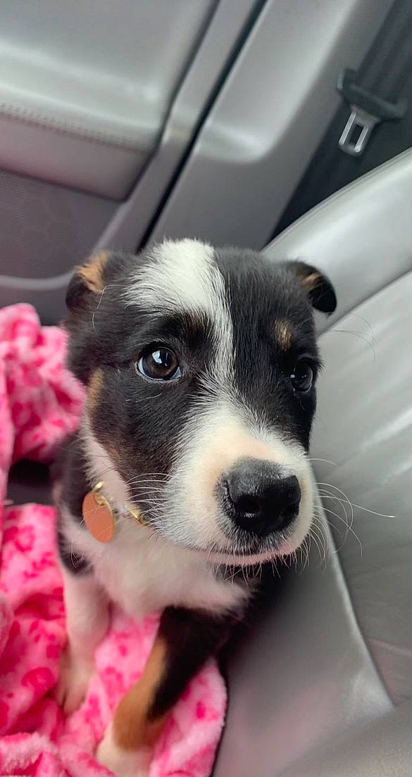 Kaya joined the competition — help win amazing prizes! automotive_exterior, canidae, carnivore, collar, companion_dog, dog, dog_breed, dog_collar, fur, herding_dog, metal, non_sporting_group, snout, sporting_group, vehicle, whiskers, working_animal, working_dog