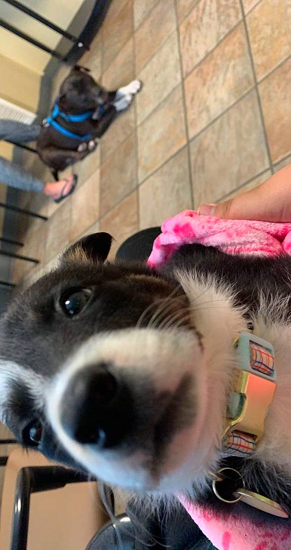 Kaya is registered to the contest to win money with this photo: collar, companion_dog, dog, dog_breed, flooring, fun, fur, fur_clothing, human_leg, leg, mammal, photograph, recreation, selfie, snapshot, snout, vertebrate, whiskers, white, working_animal