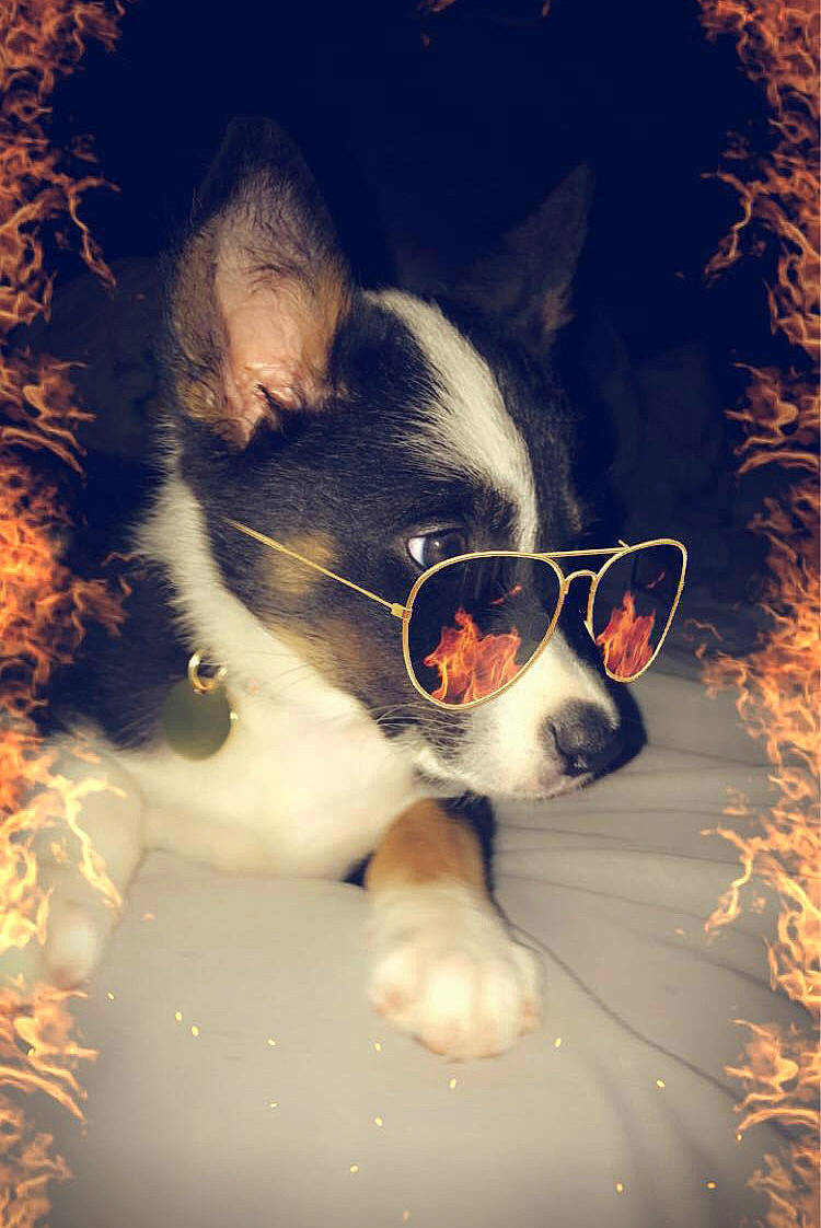 Kaya is registered to the contest to win money with this photo: art, canidae, carnivore, chilean_fox_terrier, companion_dog, dog, dog_breed, eyewear, fawn, fur, glasses, mammal, snout, space, sporting_group, sunglasses, vertebrate, vision_care, whiskers, working_animal