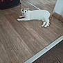 cat, white_cat, orange_spots, floor, wooden_floor, indoor, doorway, pet, animal, lying_down, relaxed, curious, domestic_animal, quiet, home, flooring, resting, looking, feline, close_to_wall