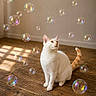 animal, bubbles, cat, closeup, curious, domestic_cat, feline, floating_bubbles, indoor, light_reflection, natural_light, orange_tail, pet, playful, quiet_moment, relaxed, sitting, soft_light, white_cat, wooden_floor