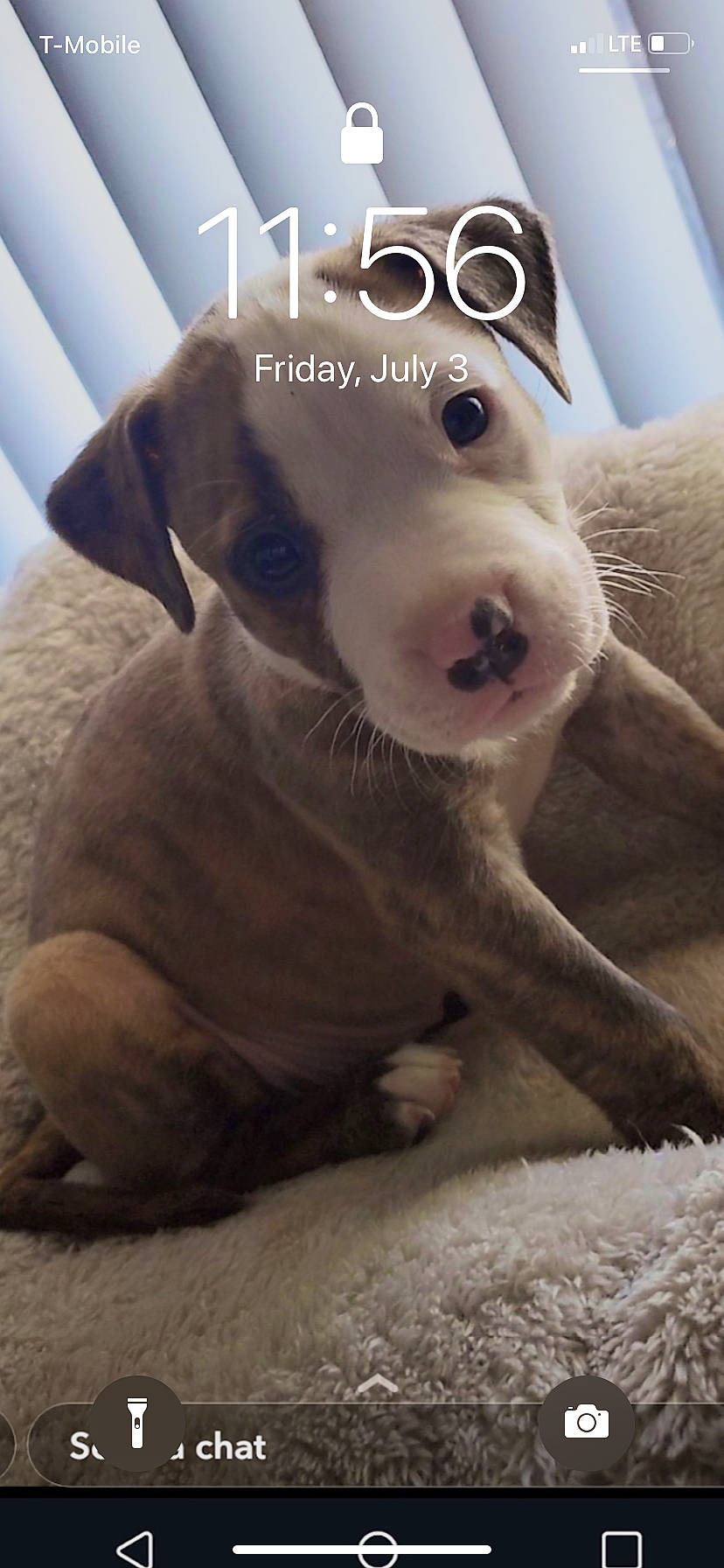 Sunny is registered to the contest to win money with this photo: american_pit_bull_terrier, canidae, carnivore, companion_dog, dog, dog_breed, dogo_argentino, fawn, mammal, non_sporting_group, nose, photo_caption, pit_bull, puppy, puppy_love, sporting_group, vertebrate