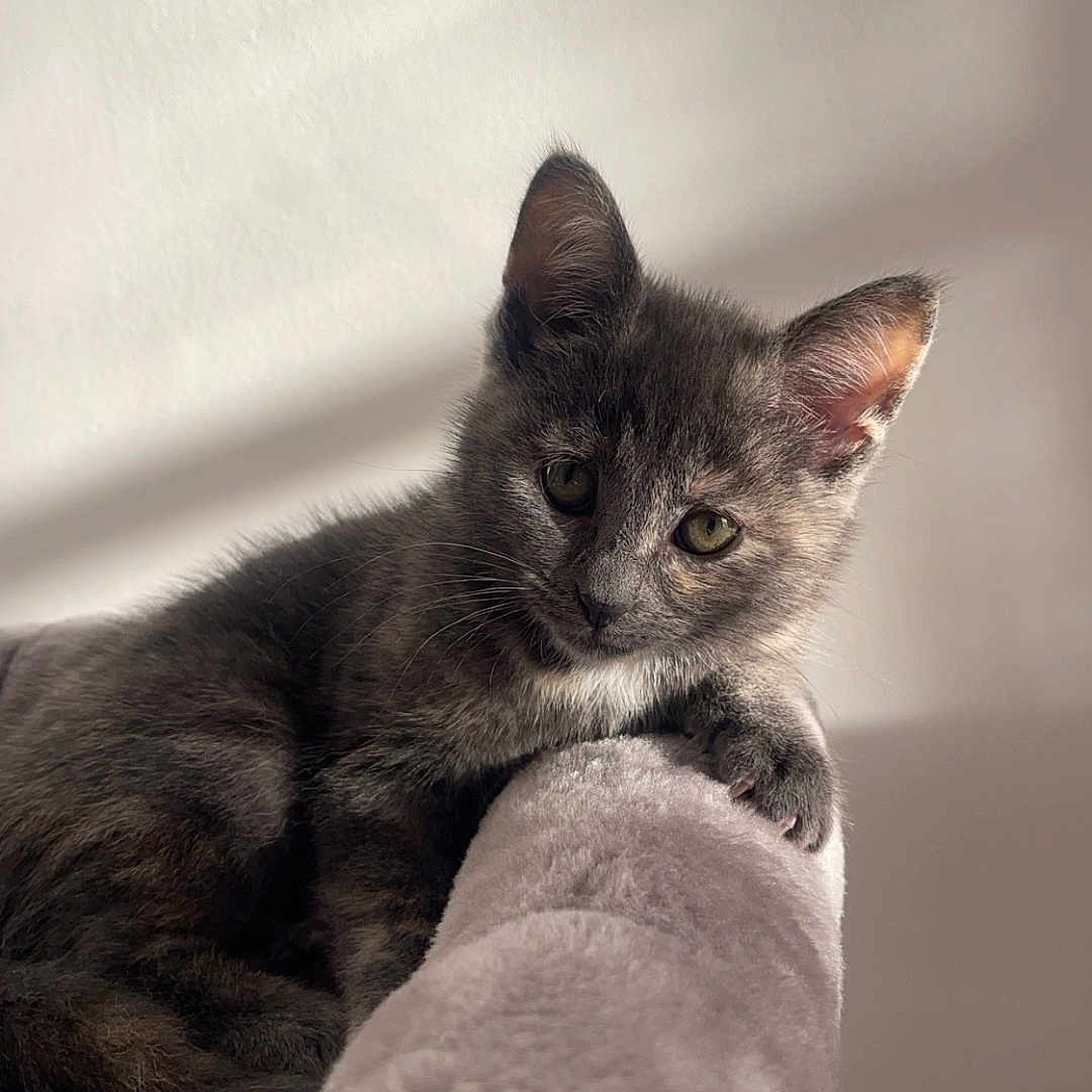 Mia