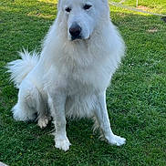 Speculos participe au concours pour gagner de l'argent avec cette photo : dog, white_dog, fluffy, grass, outdoor, pet, canine, sitting, nature, lawn, animal, quiet, calm, fur, paw, daylight, companion, friendly, garden, peaceful