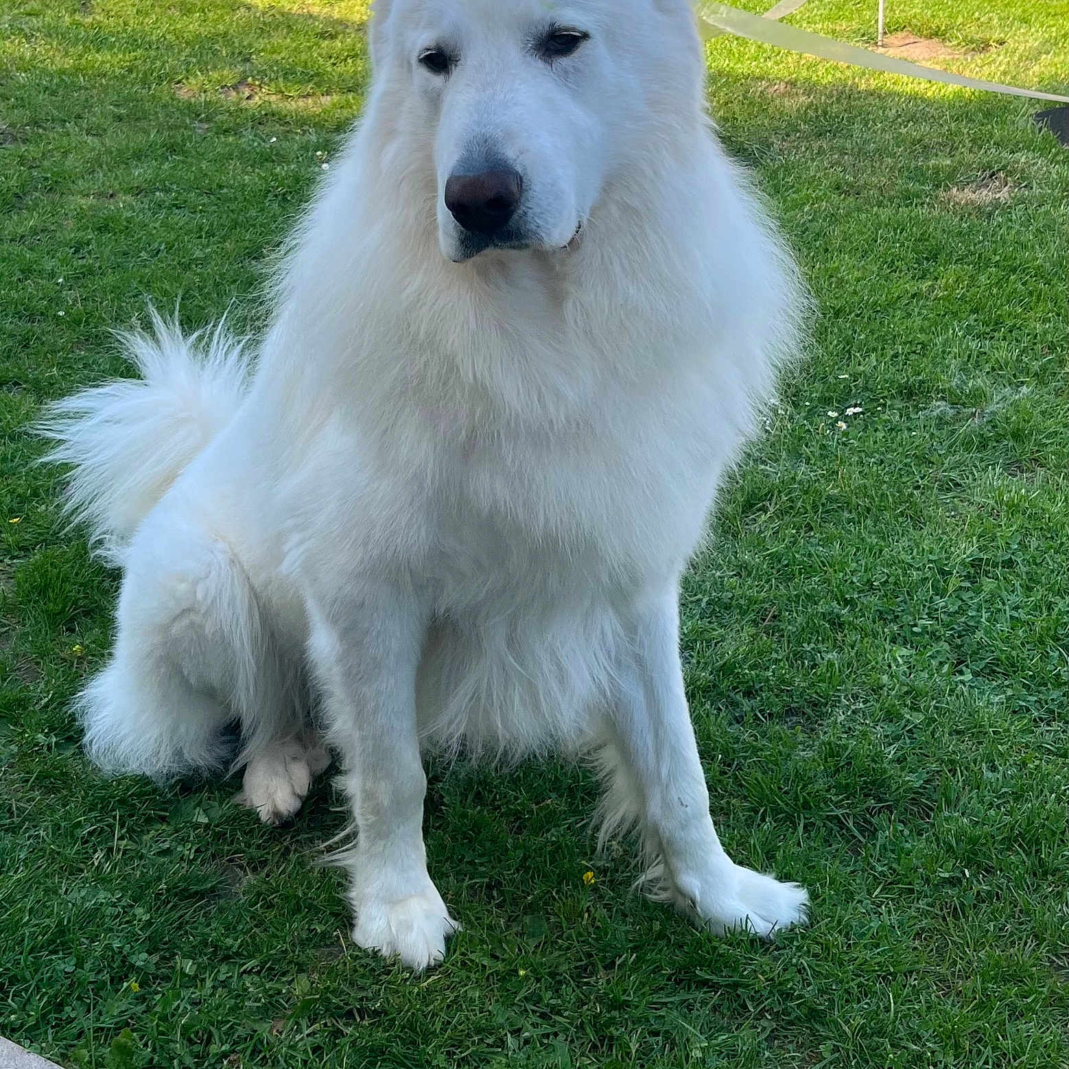 Speculos participe au concours pour gagner de l'argent avec cette photo : dog, white_dog, fluffy, grass, outdoor, pet, canine, sitting, nature, lawn, animal, quiet, calm, fur, paw, daylight, companion, friendly, garden, peaceful