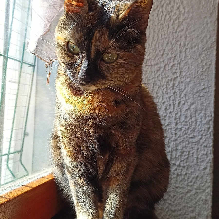 Lilie participe au concours pour gagner de l'argent avec cette photo : abyssinian, angora, animal, brasssection, cat, curtain, egyptiancat, hardwood, homedecor, horn, kitten, manx, musicalinstrument, pet, plant, pottedplant, siamese, window, windowsill, wood
