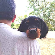 Archibald a rejoint le concours — aidez-le/la à gagner de superbes lots ! animal, black_and_brown, closeup, companionship, cute, daylight, dog, fur, greenery, head, nature, outdoor, person, pet, portrait, puppy, shoulder, trees, white_shirt, young_dog