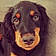 Archibald