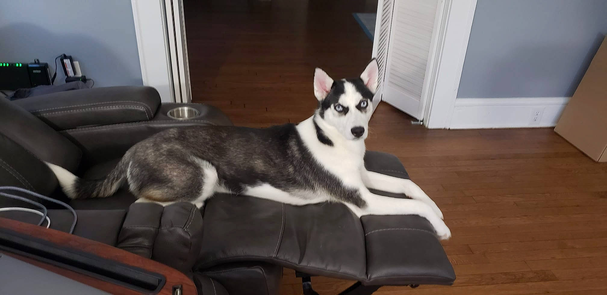 Kaleesi joined the competition — help win amazing prizes! carnivore, chair, comfort, companion_dog, dog, dog_breed, door, felidae, flooring, fur, hardwood, siberian_husky, sled_dog, small_to_medium_sized_cats, snout, tail, terrestrial_animal, whiskers, wood, working_animal