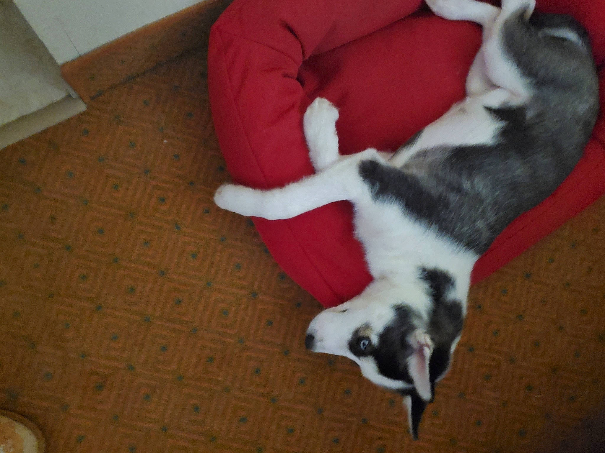 Kaleesi joined the competition — help win amazing prizes! canidae, carnivore, comfort, companion_dog, couch, dog, dog_breed, fawn, felidae, flooring, fur, hardwood, non_sporting_group, paw, small_to_medium_sized_cats, sporting_group, tail, toy_dog, whiskers, wood