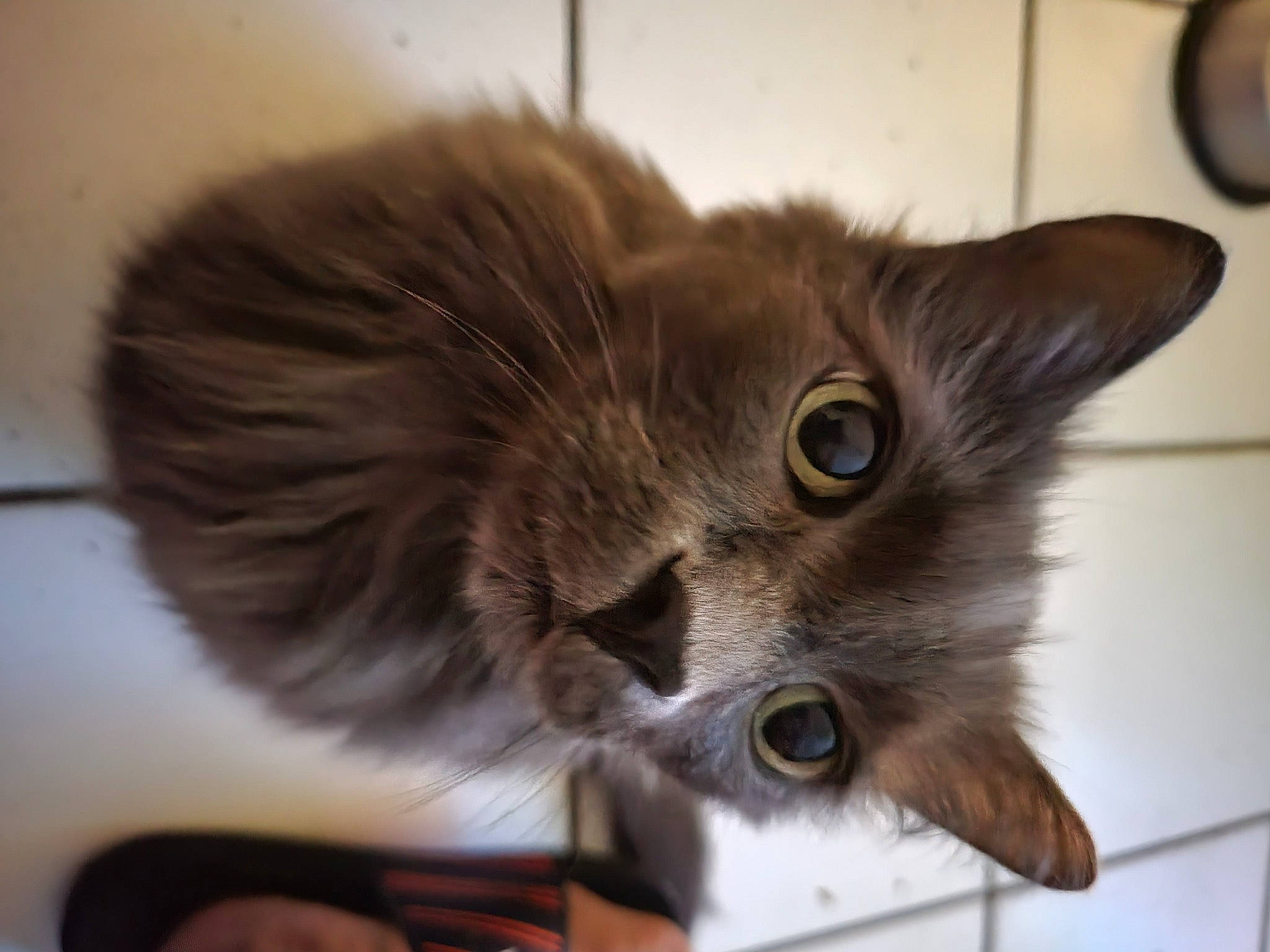 Gizmo joined the competition — help win amazing prizes! carnivore, cat, cat_supply, claw, domestic_short_haired_cat, ear, fawn, felidae, fur, iris, paw, plant, small_to_medium_sized_cats, snout, tail, whiskers, window