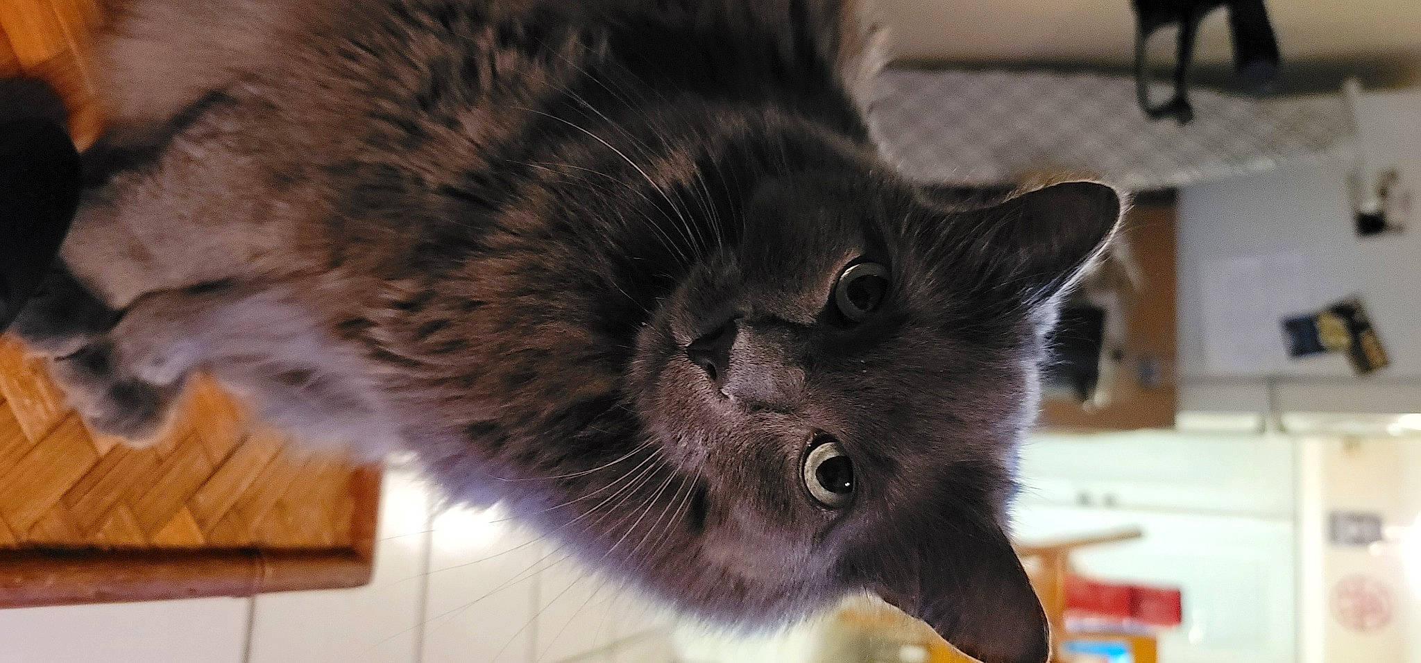 Gizmo is registered to the contest to win money with this photo: black_cat, carnivore, cat, claw, domestic_short_haired_cat, felidae, fur, grey, hardwood, paw, small_to_medium_sized_cats, tail, terrestrial_animal, whiskers, wood