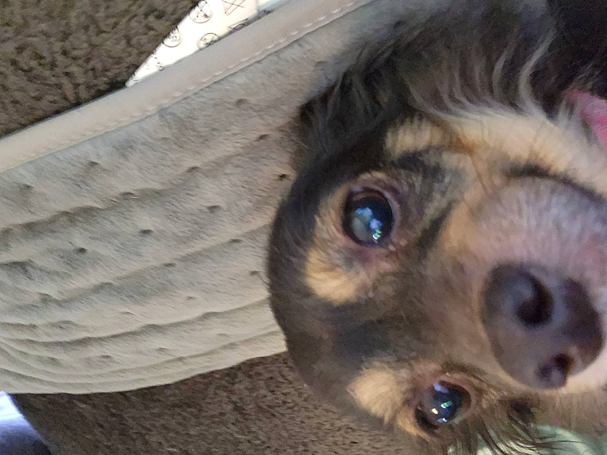 Georgia is registered to the contest to win money with this photo: canidae, carnivore, companion_dog, dog, dog_breed, eyelash, fawn, fur, iris, snout, sporting_group, whiskers, wildlife, wood, working_animal, wrinkle