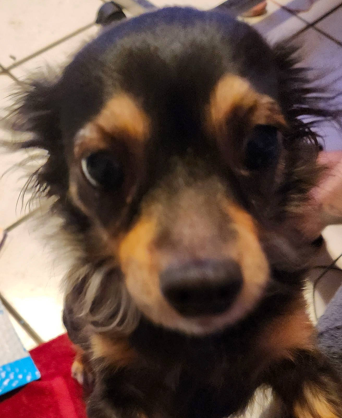 Georgia joined the competition — help win amazing prizes! canidae, carnivore, companion_dog, corgi_chihuahua, dog, dog_breed, dog_supply, ear, fawn, fur, paw, pet_supply, puppy, snout, sporting_group, terrestrial_animal, toy_dog, whiskers, working_animal, working_dog