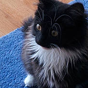 Domino a rejoint le concours — aidez-le/la à gagner de superbes lots ! cat, black_and_white, fluffy, whiskers, blue_rug, wooden_floor, pet, animal, indoor, curious, feline, close_up, sitting, fur, yellow_eyes, domestic_cat, cute, soft_texture, home, portrait