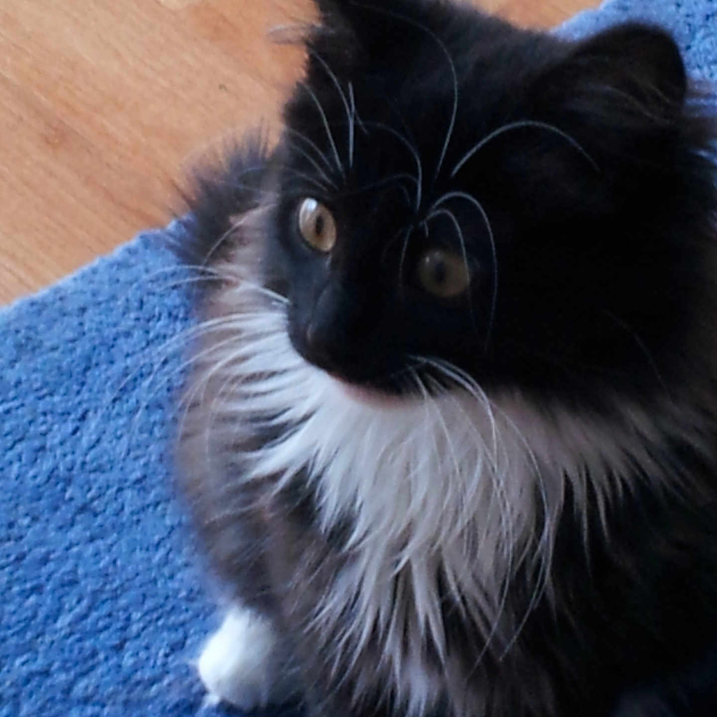 Domino