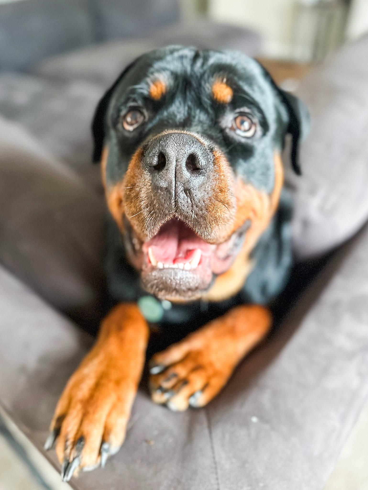 Rosco joined the competition — help win amazing prizes! automotive_lighting, bored, canidae, carnivore, companion_dog, dog, dog_breed, fawn, fur, guard_dog, molosser, puppy, recipe, rottweiler, snout, sporting_group, terrestrial_animal, whiskers, working_animal, working_dog