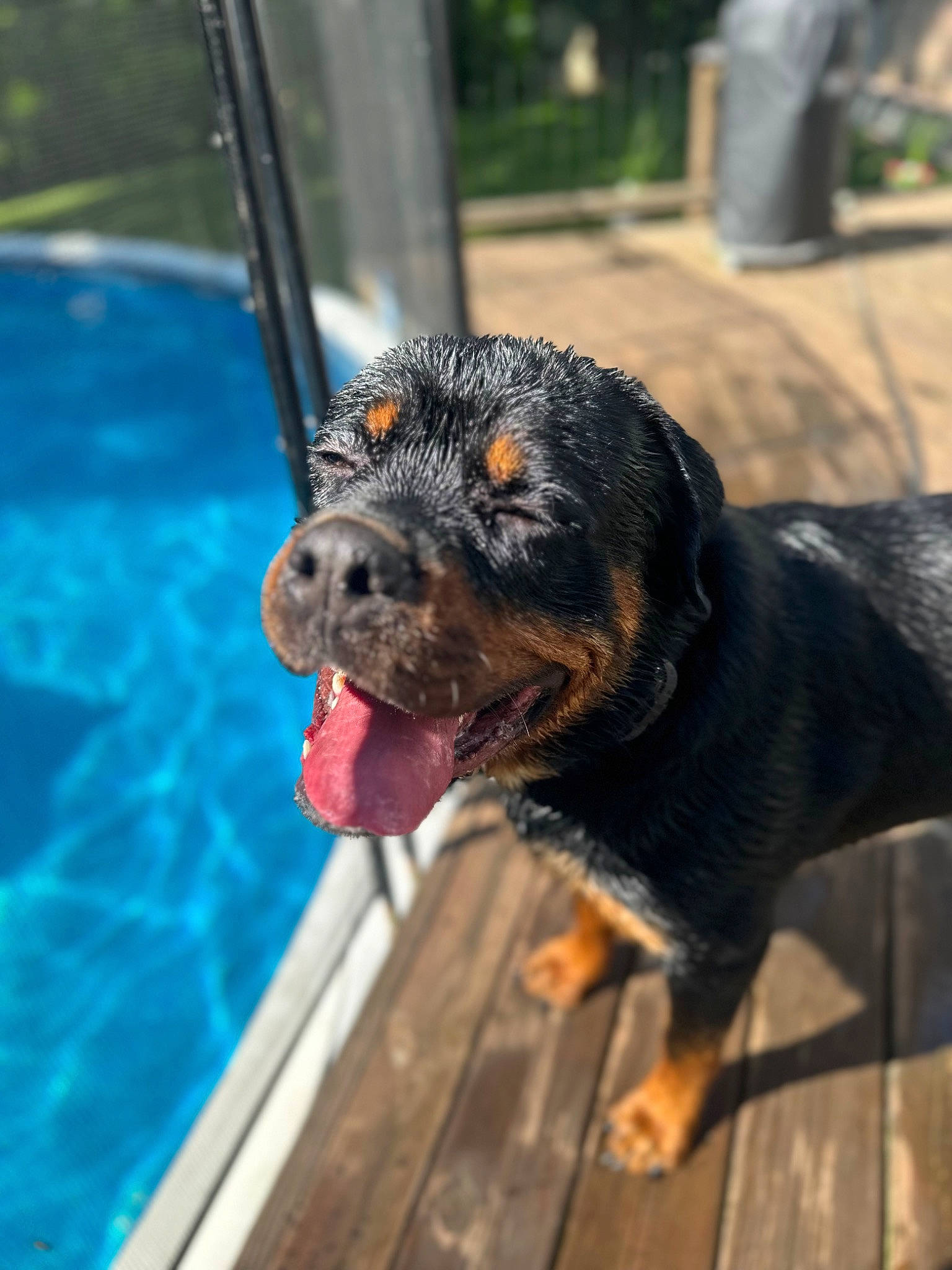 Rosco is registered to the contest to win money with this photo: canidae, carnivore, collar, companion_dog, dog, dog_breed, fur, guard_dog, plant, rottweiler, snout, sporting_group, swimming_pool, terrestrial_animal, vertebrate, water, window, working_animal, working_dog
