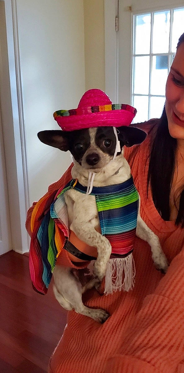 Tatiana is registered to the contest to win money with this photo: carnivore, collar, companion_dog, dog, dog_breed, dog_clothes, dog_collar, dog_supply, eyewear, fawn, fedora, leash, outerwear, party_hat, pet_supply, smile, snout, sporting_group, sun_hat, working_animal