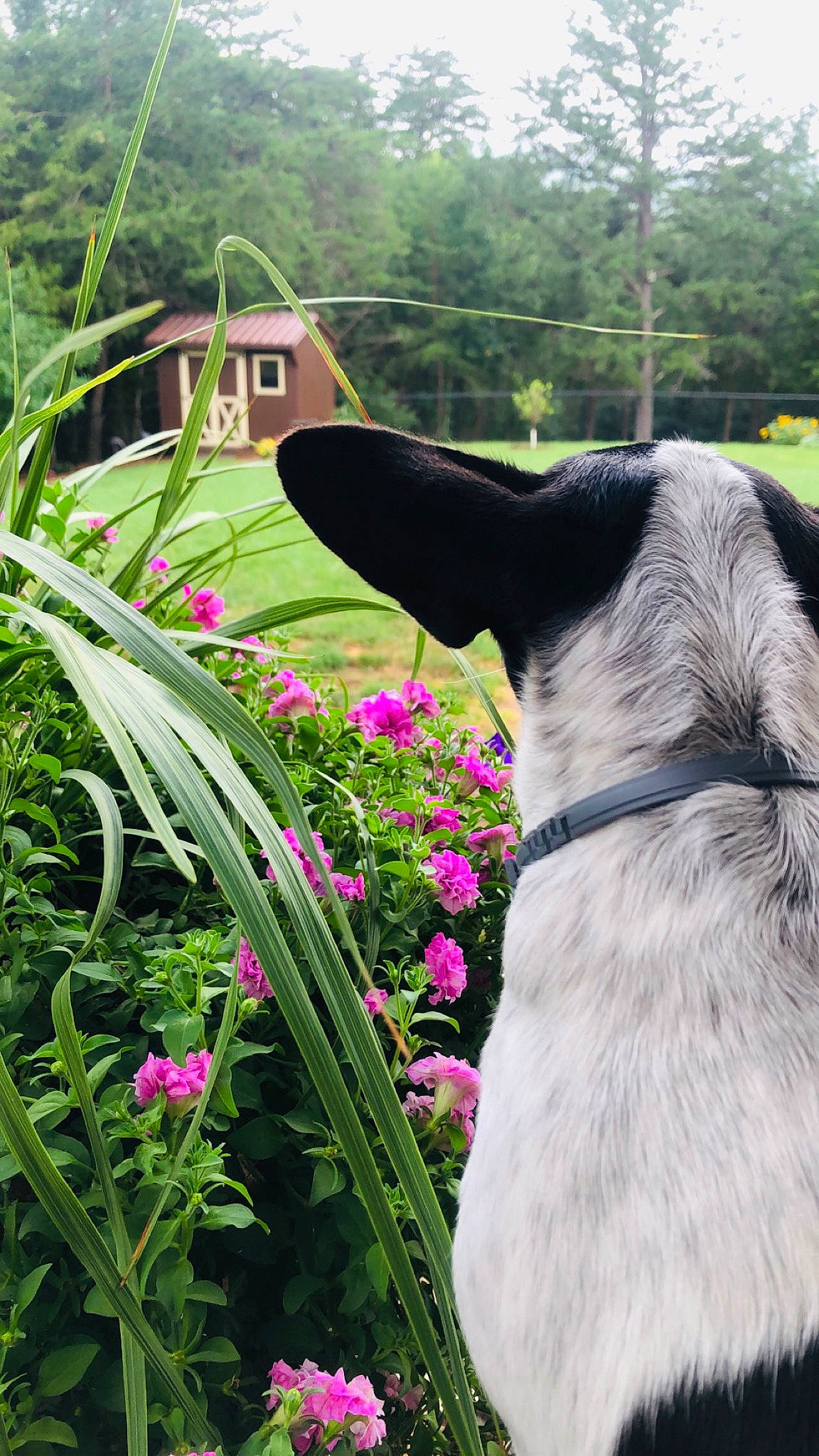 Tatiana joined the competition — help win amazing prizes! botany, carnivore, collar, dog, dog_collar, fawn, flower, flowering_plant, grass, grass_family, green, groundcover, magenta, meadow, petal, plant, shrub, terrestrial_plant, tree, working_animal