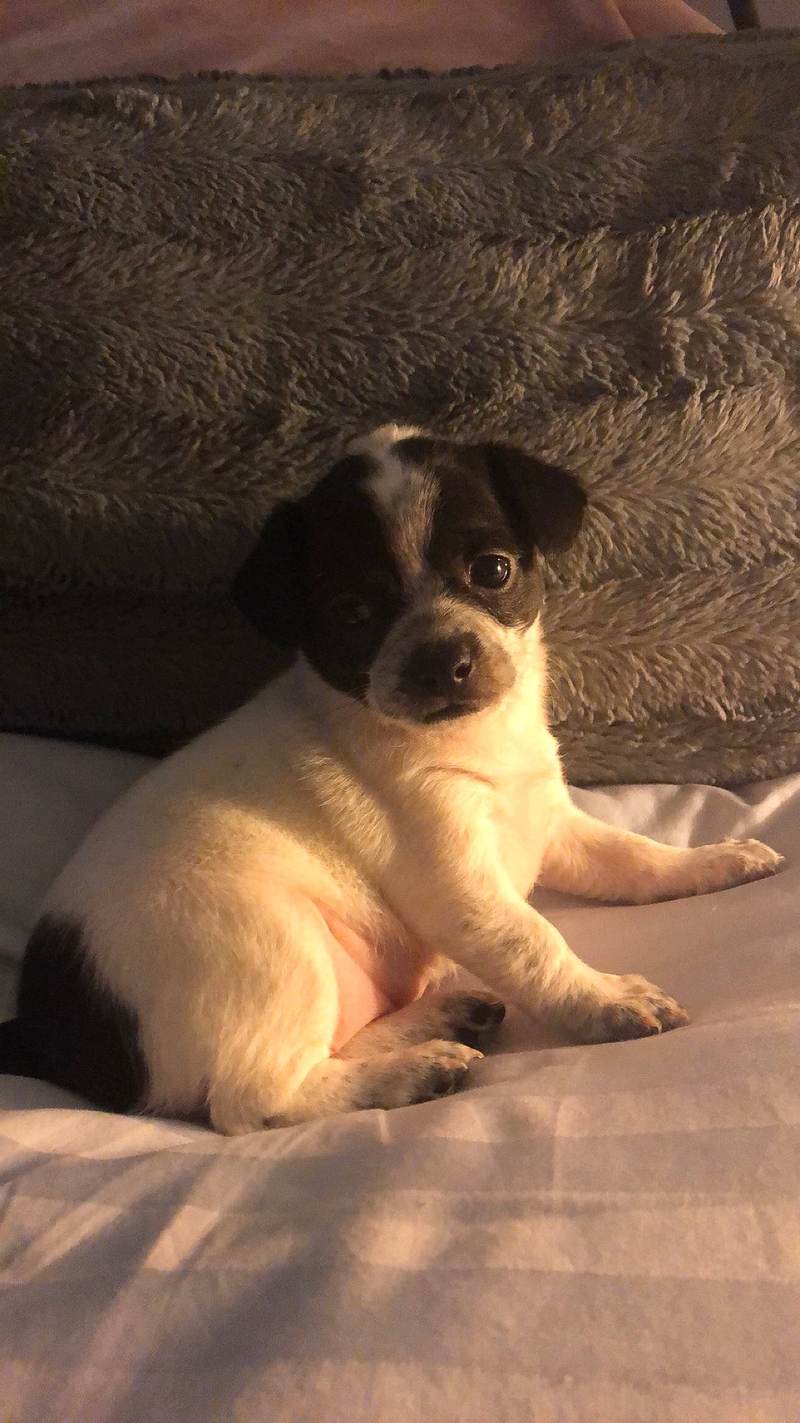 Tatiana joined the competition — help win amazing prizes! canidae, carnivore, comfort, companion_dog, dog, dog_breed, fawn, human_leg, paw, sitting, snout, sporting_group, street_dog, tail, terrestrial_animal, terrier, toy_dog, whiskers, working_animal