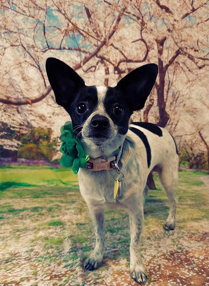 Tatiana joined the competition — help win amazing prizes! adventure, boston_terrier, canidae, carnivore, collar, companion_dog, dog, dog_breed, dog_collar, dog_supply, fashion_accessory, fawn, grass, plant, snout, sporting_group, tail, tree, whiskers, working_animal