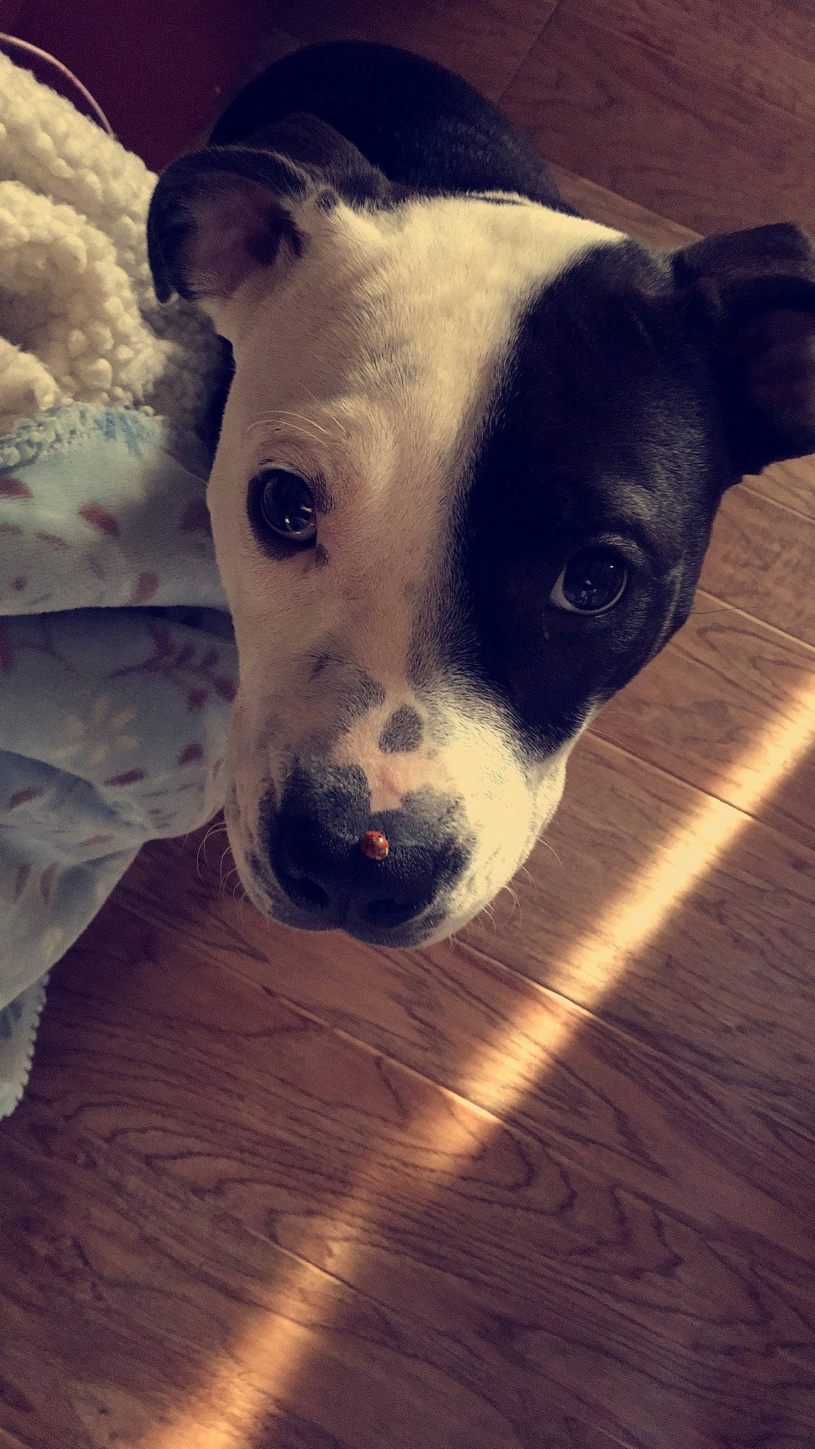 Lily joined the competition — help win amazing prizes! carnivore, cloud, collar, companion_dog, dog, dog_breed, dog_collar, fawn, flooring, happy, hardwood, meteorological_phenomenon, puppy_love, snout, sporting_group, terrestrial_animal, toy_dog, whiskers, wood, working_animal