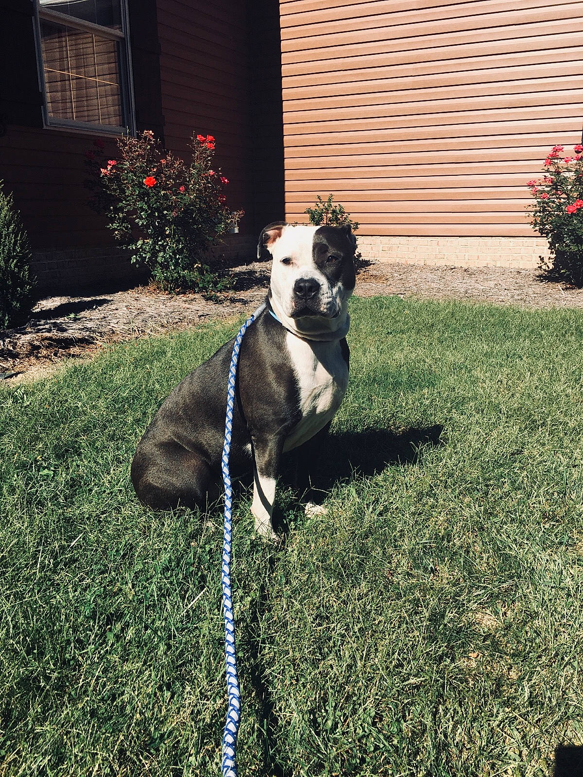 Lily joined the competition — help win amazing prizes! canidae, carnivore, collar, companion_dog, dog, dog_breed, dog_collar, fawn, flooring, flower, grass, lawn, plant, shadow, shrub, snout, tail, tints_and_shades, window, working_animal